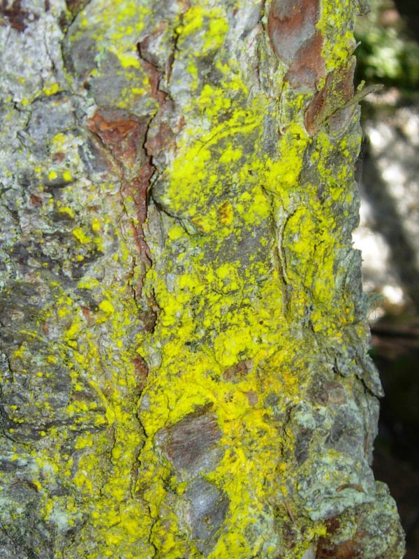 Altri lignicoli dall''Adamello-Brenta?